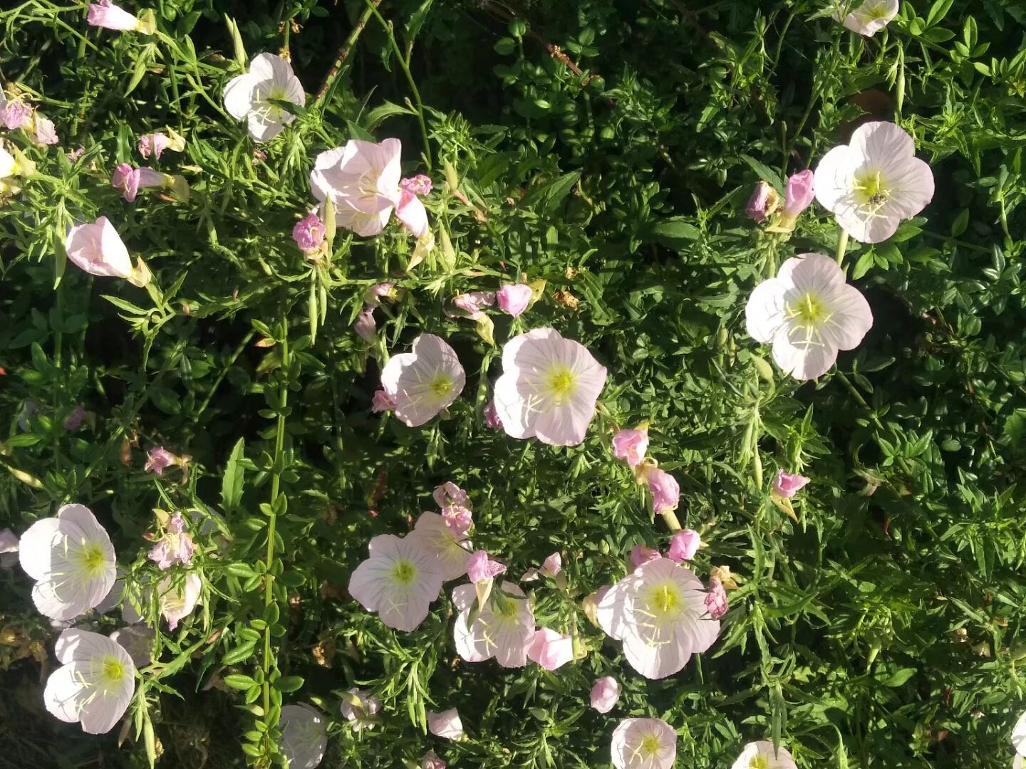 Image_67229284364853