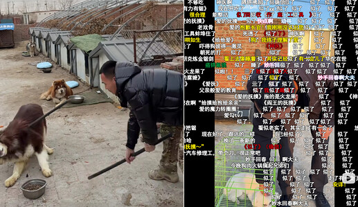 “驯狗”驯到棍子被打断，“驯好”竟是狗“死了”